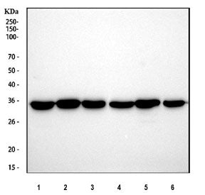 Western blot testing of 1) rat liver, 2) rat brain, 3) rat RH35, 4) mouse liver, 5) mouse brain and 