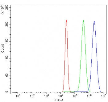 CHK1 Antibody