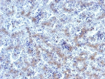 IHC testing of FFPE human fetal liver tissue with Glypican-3 antibody. HIER: steam sections in 10mM 