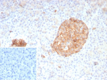 IHC staining of FFPE human pancreas tissue with SYP antibody (clone rSYP/8807). Inset: PBS used in p