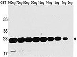GST Antibody