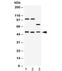 AZIN2 Antibody / Antizyme inhibitor 2