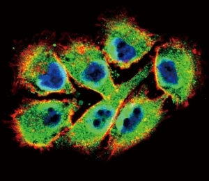 Eph Receptor B2 Antibody (EphB2)