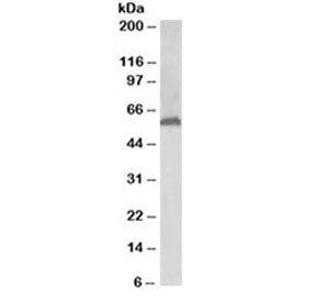 Western blot testing of human liver lysate with 58K Golgi protein antibody at 0.03ug/ml. Predicted m