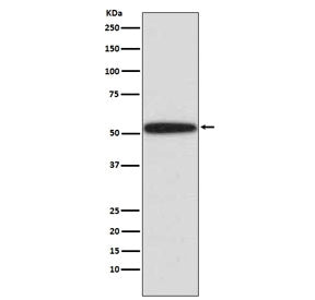 p53 Antibody / TP53