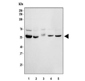 Western blot testing of human 1) HeLa, 2) 293T, 3) Caco-2, 4) ThP-1 and 5) HepG2 cell lysate with HE