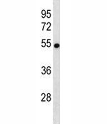 VANGL2 antibody western blot analysis in mouse brain tissue lysate. Predicted molecular weight ~60 k