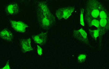 Immunofluorescent staining of FFPE human HeLa cells with HMG4 antibody. HIER: steam section in pH6 c