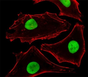 SUMO-2 Antibody