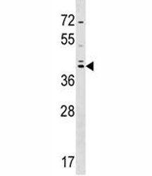 SOX7 Antibody
