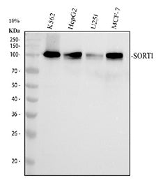 Western blot testing of human 1) K562, 2) HepG2, 3) U-251 and 4) MCF7 cell lysate with SORT1 antibod