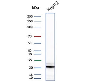 Western blot testing of human HepG2 cell lysate with p21 antibody (clone AC8).