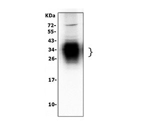 Western blot testing of SFTPA1 antibody and Lane 1: rat lung; 2: rat lung (different lot); 3: human 
