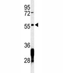 RNF8 Antibody