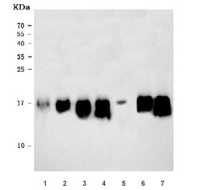 Western blot testing of 1) rat brain, 2) rat stomach, 3) rat liver, 4) rat PC-12, 5) mouse brain, 6)