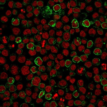 Immunofluorescent staining of human Ramos cells with CD10 antibody (clone MME/1620, green) and Reddo