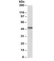 Western blot testing of human kidney lysate with NDRG1 antibody at 2ug/ml. Predicted molecular weigh