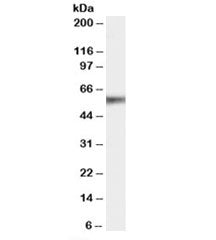 EPHB2 Antibody