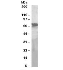Western blot testing of human liver lysate with PEPCK2 antibody at 2ug/ml. Predicted molecular weigh