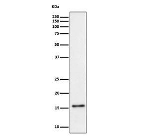 Western blot testing of human Raji cell lysate with TRAPPC2 antibody. Predicted molecular weight ~16