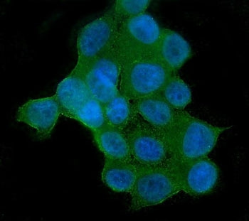 Immunofluorescent staining of FFPE human MCF7 cells with AKT2 antibody (green) and DAPI nuclear stai