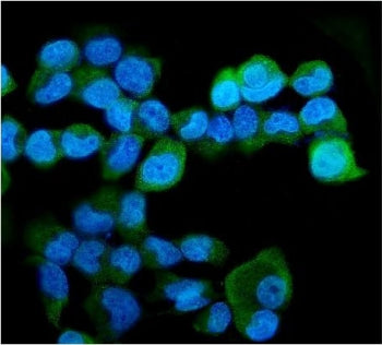 Immunofluorescent staining of FFPE human A431 cells with HERC5 antibody (green) and DAPI nuclear sta