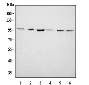 LAMP2 Antibody / CD107b