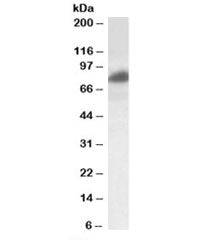 Western blot testing of HeLa lysate with RAB11FIP1 antibody at 0.2ug/ml. Predicted molecular weight: