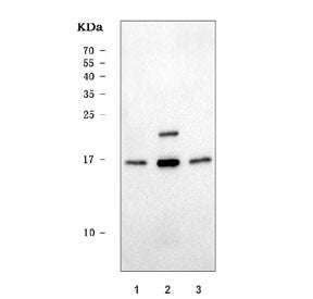 Wester blot testing of human 1) HepG2, 2) K562 and 3) HeLa cell lysate with PUMA antibody. Predicted