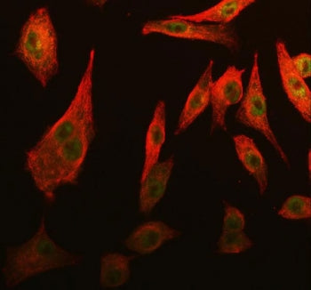 CDK2 Antibody