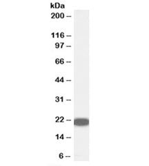 RKIP Antibody