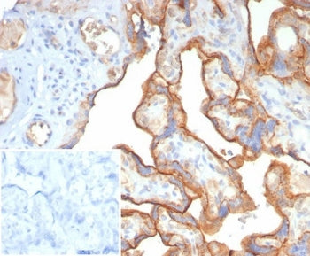 CD147 / Emmprin / Basigin Antibody
