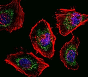 Fluorescent confocal image of HeLa cells stained with SOX4 antibody. Alexa Fluor 488 conjugated seco