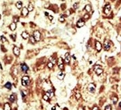 Wee1 Antibody