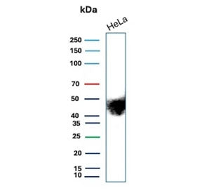 Western blot testing of human HeLa cell lysate with recombinant CD147 antibody (clone BSG/9290R). Ex