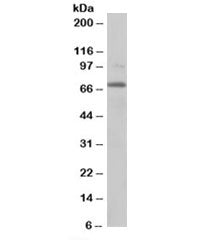 Western blot testing of NIH3T3 lysate with RANGAP1 antibody at 0.2ug/ml. Predicted molecular weight: