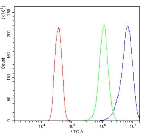 N-WASP Antibody / WASL