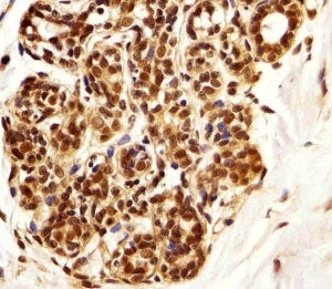PIN1 Antibody