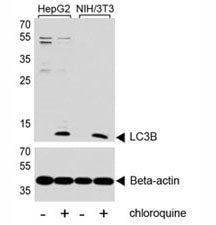 Western blot analysis of lysate from human HepG2 and mouse NIH3T3 cell line, untreated or treated wi