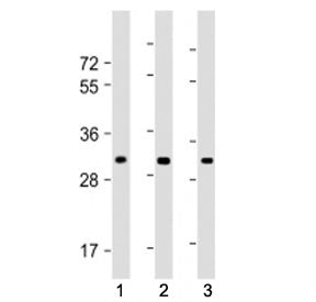 CH25H Antibody (N-Terminal Region)