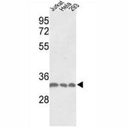 PCNA Antibody