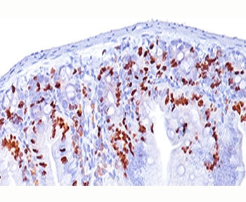 Bromodeoxyuridine / BrdU Antibody