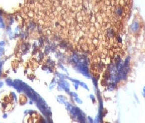 IHC testing of FFPE human placenta and Glycophorin A antibody (clone SGPA35). Staining of formalin-f