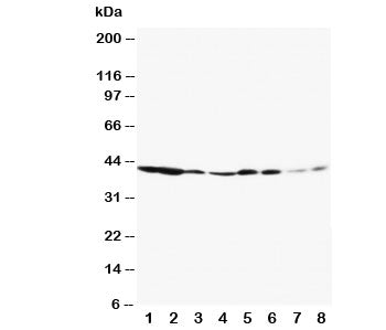 Western blot testing of ERK1 antibody and Lane 1: rat spleen; 2: rat thymus; 3: rat skeletal muscle;