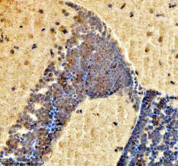 IHC staining of FFPE zebrafish brain tissue with Zebrafish H2ax antibody, HRP secondary and DAB subs
