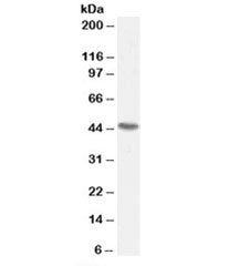 Western blot testing of 293 lysate with SNX15 antibody at 0.5ug/ml. Predicted molecular weight: ~38/