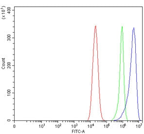 GLS2 Antibody / Glutaminase 2