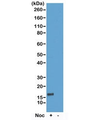 Western blot test of acid extracts of HeLa cells treated or non-treated with Nocodazole, using recom