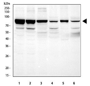 STAT3 Antibody