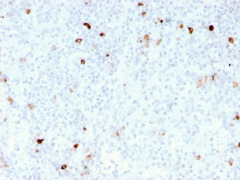 IHC staining of FFPE human tonsil with recombinant IgM antibody (clone rIM260). HIER: boil tissue se